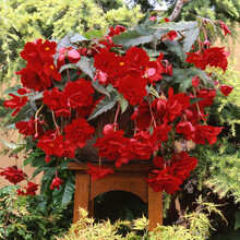 波思菊  球根海棠种子 四季春秋播办公室内阳台盆栽易种花卉种子 花籽 垂吊红色5粒