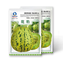 中科茂华瓜果种子杂交花豹甜瓜种子花皮绿肉花蕾八里香类型香瓜薄皮脆肉5克