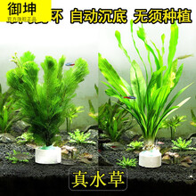 水草活体 好养耐活真水草植物绿菊大叶绿九冠鱼缸水草造景 绿菊1杯(带陶瓷环)