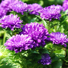 大花翠菊种子 野菊花种子四季种易活开花不断适合春季种的花种子 蓝色翠菊1000粒