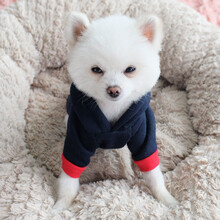 InnoPet狗狗衣服秋装猫咪泰迪秋冬装带帽帽衫比熊博美小型犬幼犬法斗小狗宠物秋冬 (秋冬)带帽藏青超超狗 1号XS(建议2-3斤背长20胸围32)