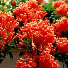 凌霄花苗  攀爬植物 油麻藤 紫藤苗 攀援花卉凌霄花围墙花爬藤植物z5 大红炮仗花5年苗 不含盆