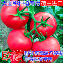 新种番茄种子进口耐热西红柿种籽抗病毒抗高温不裂果大果高产欧诺 欧诺500粒分装