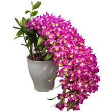 世界超香 禅心石斛 四季开花 室内盆栽花卉 ：禅心石斛3苗价格 不含盆