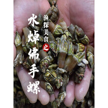 佛手螺特大 商品搜索 京东