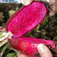 寿禾 凤梨萝卜种子红心鳯梨红皮罗卜水果萝卜籽甜脆红肉阳台庭院秋季种植种孑 【早熟根短】紫妃凤梨萝卜种子 30粒