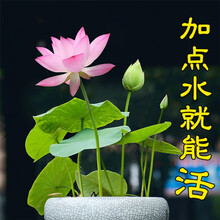 水草种子碗莲种子水培植物花种子室内水养盆栽水生荷花睡莲花种籽 A款(混色)60粒+营养液1瓶