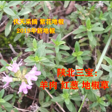 维霆地椒150g 地椒叶地椒草百里香陕北炖羊肉去膻调料吴起