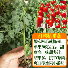 农家大粉番茄种子苗子毛粉柿子西红柿种籽老品种四季盆栽蔬菜种孑 【红樱桃番茄苗】6棵+20克肥料