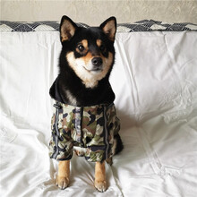 柴柴 柴犬柯基法斗雪纳瑞潮牌SUPREME防水雨衣冲锋衣狗狗衣服宠物雨衣 迷彩 3XL(参考24-32斤)