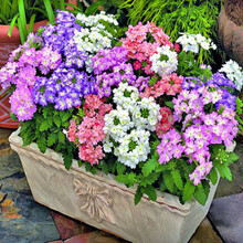 万花丛 小雏菊花种子盆栽四季开花易爆盆室内外玛格丽特花卉种籽庭院阳台 美女樱200粒+花盆+营养土+肥