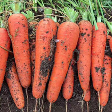 寿禾 彩色胡萝卜种子水果胡罗卜种籽迷你小拇指罗卜的蔬莱春秋季播种家庭菜子阳台盆栽种孑菜籽菜仔 红胡萝卜种子 10g（富士七寸）