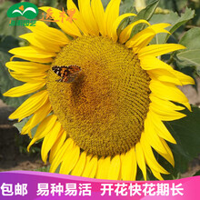 逸棵花卉种子向日葵花种子花籽春季四季开花阳台庭院室内盆栽花卉植物 矮 单瓣杂交黄色5g