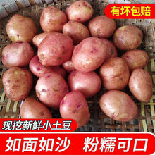 新鲜小土豆云南农家自种迷你土豆5/10斤 现挖红皮黄心马铃薯洋芋 迷你小果 【10斤装】