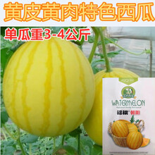 无籽西瓜种子 黑皮黄瓤特大超甜巨型西瓜 懒汉水果种籽蔬菜孑 朝阳黄皮黄肉西瓜10粒分装