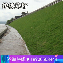 畷园 护坡草种子耐寒草籽固土灌木狗尾巴草耐旱易活河道工地绿化草坪种子四季常青边坡野草高羊茅草皮种子 护坡王/斤【山体边坡耐旱】