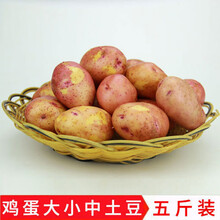 青海特产新鲜现挖黑土豆乌洋芋蔬菜马铃薯黑美人黑金刚 红皮黄心土豆小果5斤装
