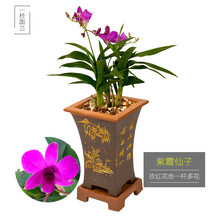 一枝国兰 名贵精品香水石斛兰花苗 紫霞仙子 冬带浓香味花苞室内外客厅鲜花卉盆栽 除甲醛绿植物兰草盆景 大盆5-8茎杆，原培养基发货
