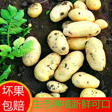 【2021新土豆】山东新鲜黄心富硒荷兰土豆小洋芋马铃薯20g-300g 5斤【净重】 中号土豆