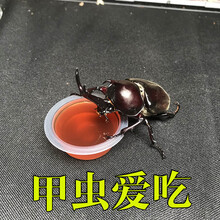 独角仙果冻甲虫果冻独角仙饲料蚂蚁食物扁锹果冻寄居蟹食物 30个黑糖口味