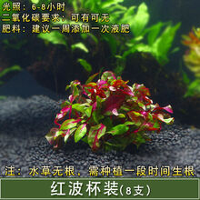 [京选推荐]鱼缸造景懒人水草活体淡水植物水族箱中后景有茎水草绿菊套餐 红波5杯