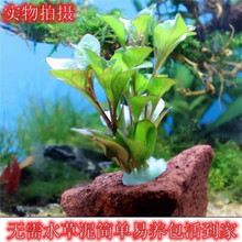 [京选推荐]水草造景草鱼缸装饰活体绿菊新手懒人真水草耐养蜈蚣水草皇冠水草 火山石单头红波