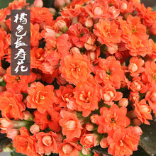 长寿花盆栽重瓣大花苗带花苞新品种花卉绿植室内观花植物四季盆景 橘色长寿花 原盆