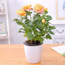 金之春 玫瑰花苗带花苞月季花树苗四季开花盆栽花卉爬藤玫瑰树桩玫瑰 黄玫瑰+海阳玫瑰