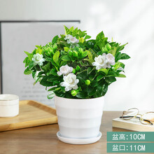 蝴蝶之舞 栀子花盆栽花卉植物室内带花苞阳台花卉绿植浓香型树苗四季好养 中号螺纹盆【120#栀子花】 含盆