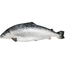 挪威进口冷冻新鲜三文鱼刺身整条 生鱼片 每条三文鱼14-15斤