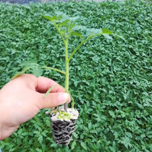 新种番茄种子进口耐热西红柿种籽抗病毒抗高温不裂果大果高产欧诺 欧诺番茄苗500棵