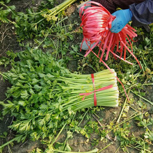 寿禾 小香芹芹菜种子西芹夏季秋季播种疏蔬莱菜种籽家庭蔬菜种植阳台田园易种菜子菜籽种孑菜仔 小香芹种子30g装（10g*3袋装）