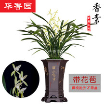 华香园绿植花卉 兰花苗 【香素】 建兰四季兰大凤素不带花苞办公室内盆栽花卉盆栽盆景水培多肉耐阴绿植物 香素 1棵3苗 带花苞 裸根不带盆