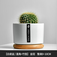 仙人球盆栽室内花卉仙人掌类防辐射电脑桌面绿植小盆栽多肉植物S 【小盆】金冠 含盆
