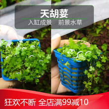 椒草活体真水草椒榕绿温蒂椒红椒青椒咖啡椒鱼缸装饰造景可绑沉木 【中前景】天胡荽