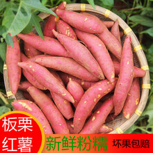 现挖新鲜红薯板栗红薯沙地红蜜薯农家自种小红薯山芋番薯地瓜5斤