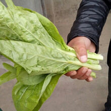 寿禾 白菜苔种子四九菜心红菜苔春季播种广东四季粗心迟菜心蔬菜种孑菜籽菜子油青甜洪山菜薹种植四季籽 早白菜苔3号种子 10g原装