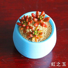 多肉植物组合花卉绿植盆栽室内办公室花苗 多肉 肉植物小苗 虹之玉 +石碗塑料盆 含盆