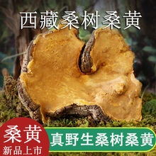 竺芝堂 桑黄西藏桑树桑黄采摘正宗桑黄克切块切灵芝片煲汤泡酒料 野生西藏桑树桑黄100克