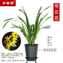 华香园兰花【黄金美人】建兰四季兰  浓幽香型 不带花苞 办公室内盆栽鲜花多肉耐阴绿植 黄金美人1盆6苗 带花苞 带盆栽好 黑色盆