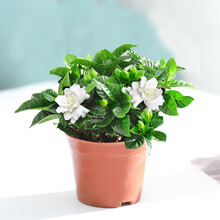 蝴蝶之舞 栀子花盆栽花卉植物室内带花苞阳台花卉绿植浓香型树苗四季好养 简易盆【90#栀子花】 含盆