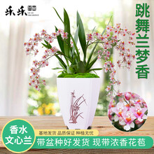 有香味的兰花 文心兰梦香 迷你香水奶香味的文心兰香的花冬带花苞出售办公室内 粉色文心兰2-3苗带花带简易盆发货