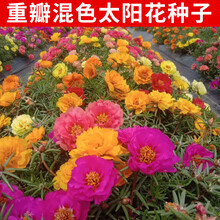 太阳花种子四季阳台盆栽花卉松叶牡丹死不了半枝莲花籽重瓣混色种子花海打造庭院种植易商 单瓣混色太阳花1000粒
