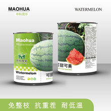 中科茂华可甜可美龙卷风西瓜种子抗重茬红天龙地龙如意瓜王超甜中华蜜宝免整枝打叉懒汉西瓜种籽四季阳台盆栽 可甜可美50克/盒【约800粒】【不起棱不空心】