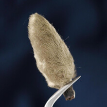 辛夷花茶 商品搜索 京东