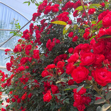 红木香花苗甜蜜庭院阳台爬藤植物盆栽地栽月季蔷薇科攀援花卉绿化苗木四季红黄木香白木香树苗 四季红木香大苗 90-110厘米高 不含盆