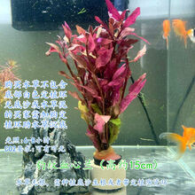 [京选推荐]鱼缸中后景水草懒人活体植物淡水有茎绿菊蜈蚣青竹血心兰 豹纹血心兰2杯16支