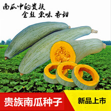 进口贝贝南瓜种子 迷你小南瓜种籽 甜板栗味 粉面糯香甜 四季 贵族南瓜20粒分装