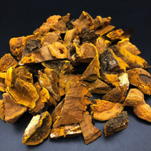 同仁堂陈皮 尧虎桑树桑黄正宗桑黄茶桑臣桑黄菇桑黄粉片桑黄灵芝桑黄菌种同仁堂西藏桑黄 入门桑黄250g 泡水