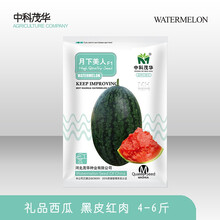 中科茂华瓜果种子茂华珍甜月下美人礼品西瓜种子单果3-6斤黑美人西瓜大红瓤绿皮黄肉家庭园艺阳台盆栽 月下美人300粒/袋【大红瓤4-6斤】